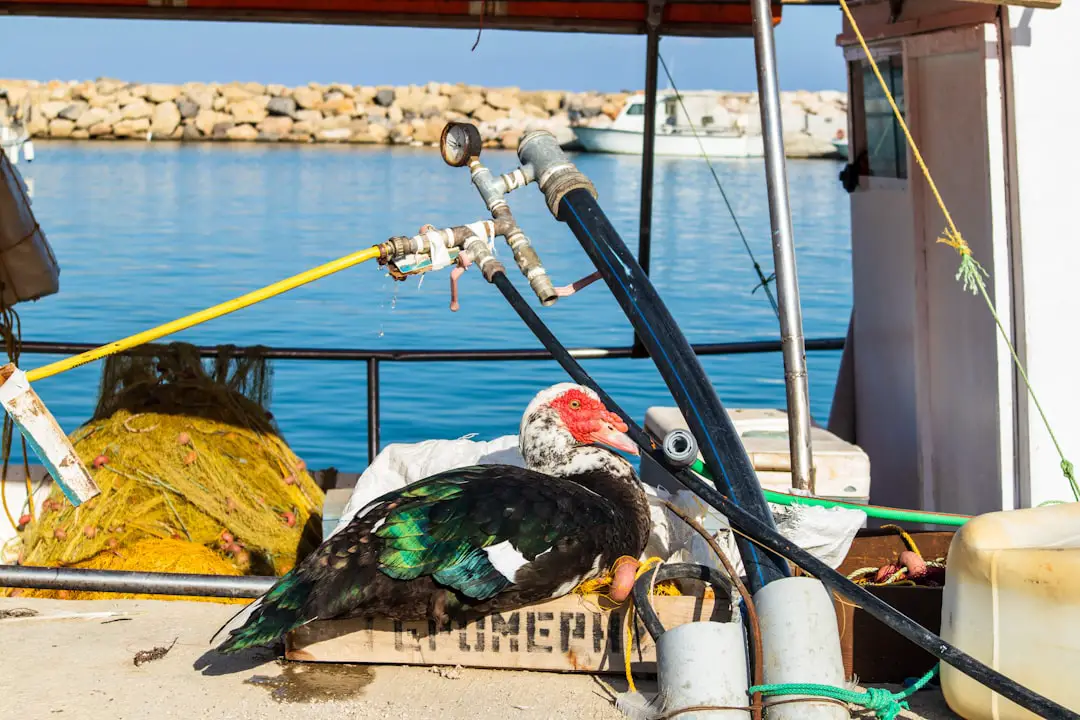 La pesca a strascico riduce la biodiversità del Mediterraneo