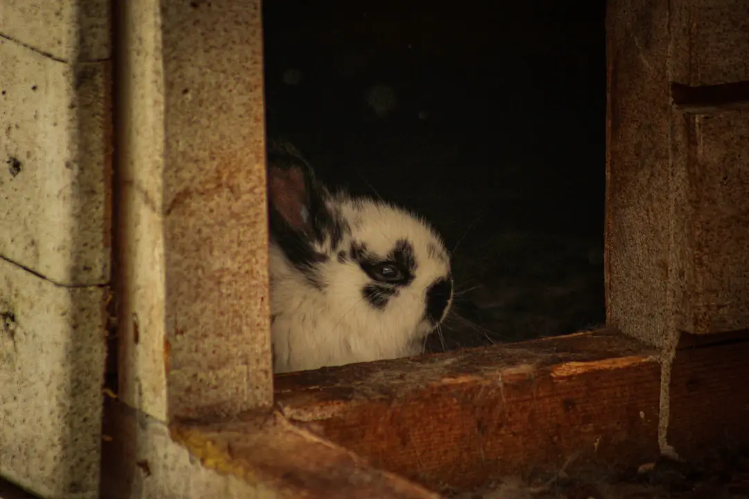 Rabbit Trap, il trailer del folk horror con Dev Patel tra mito e paura