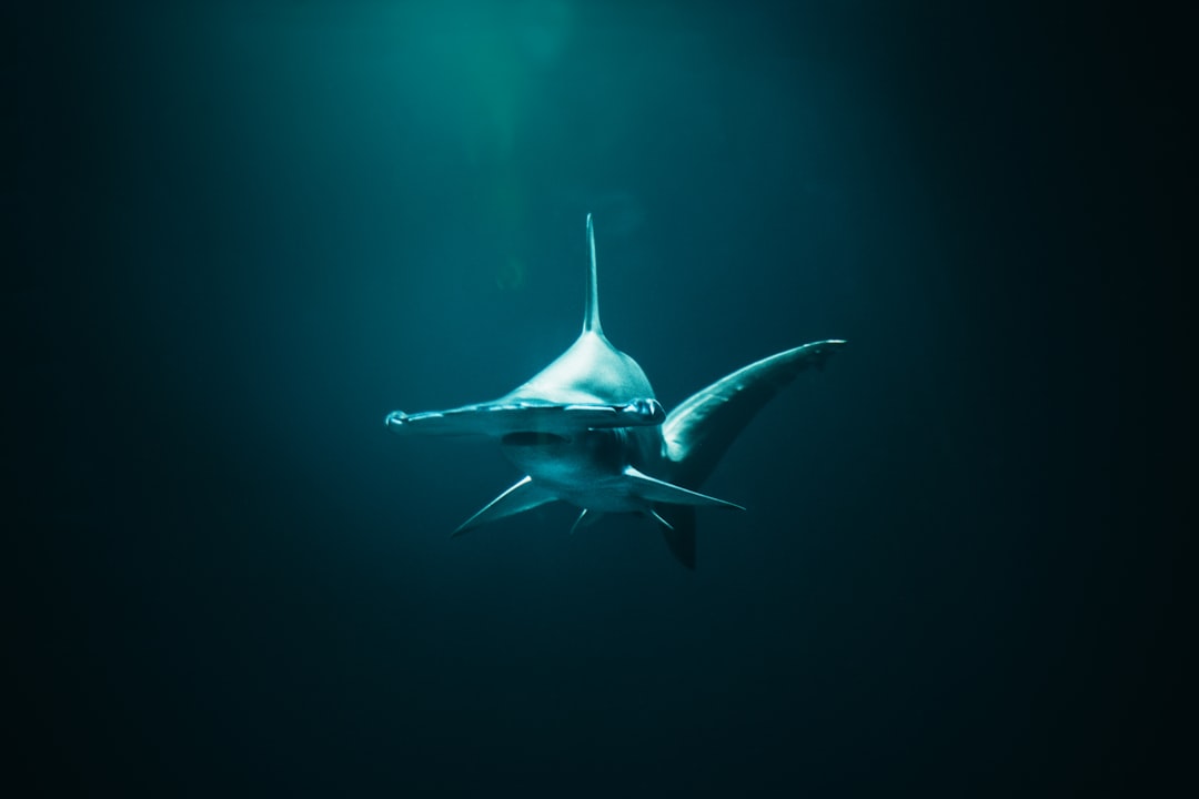“Lo squalo” di Steven Spielberg torna al cinema dall’1 al 3 settembre
