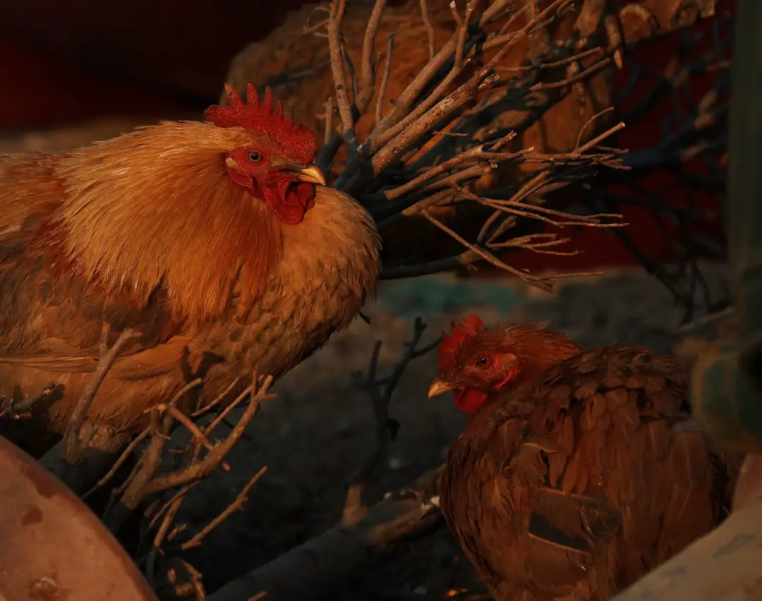 “Chicken Run” torna al cinema per la riedizione del 25° anniversario