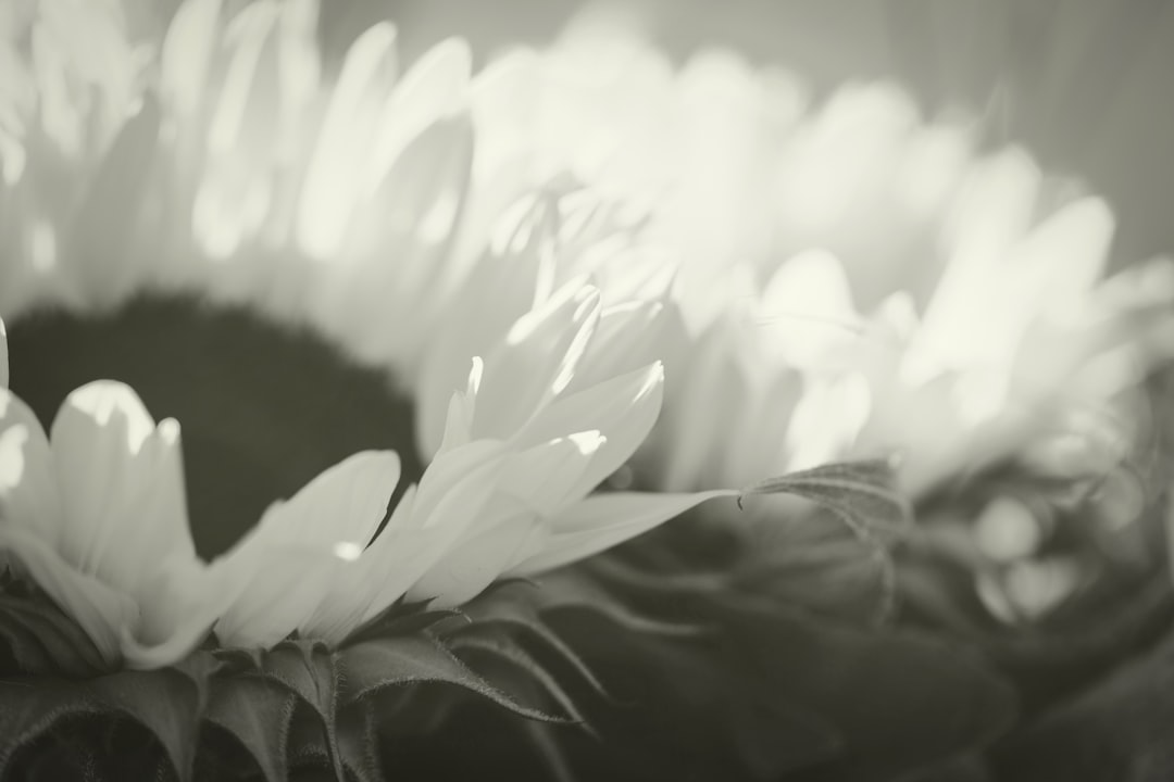 Morte, lutto e memoria. Anime tra due mondi